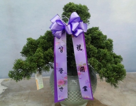 鵵ڱ