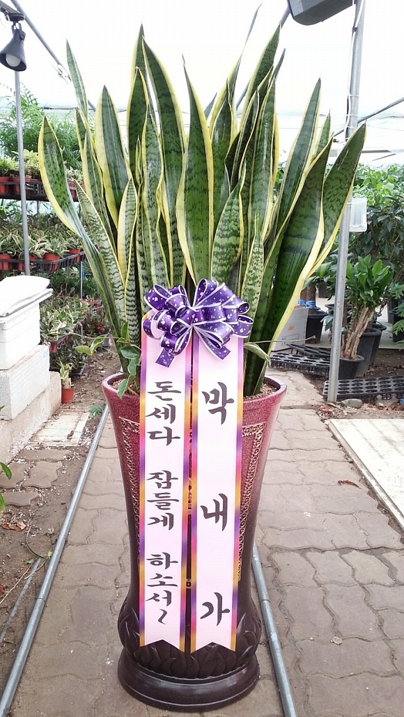 꼼