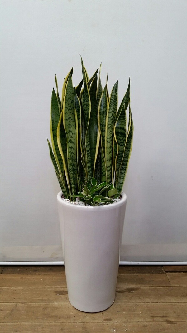꼼 