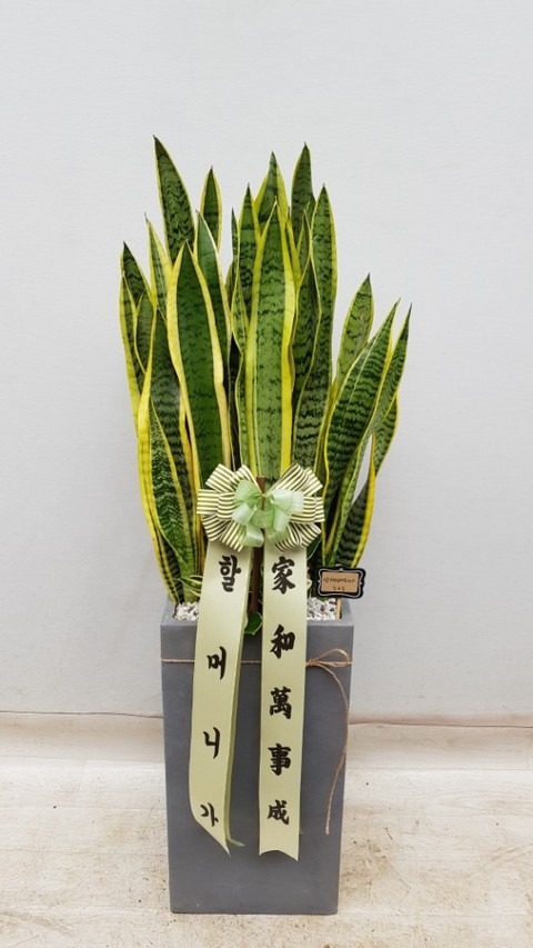 꼼