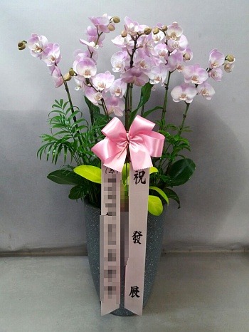 糭