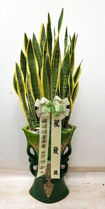 꼼