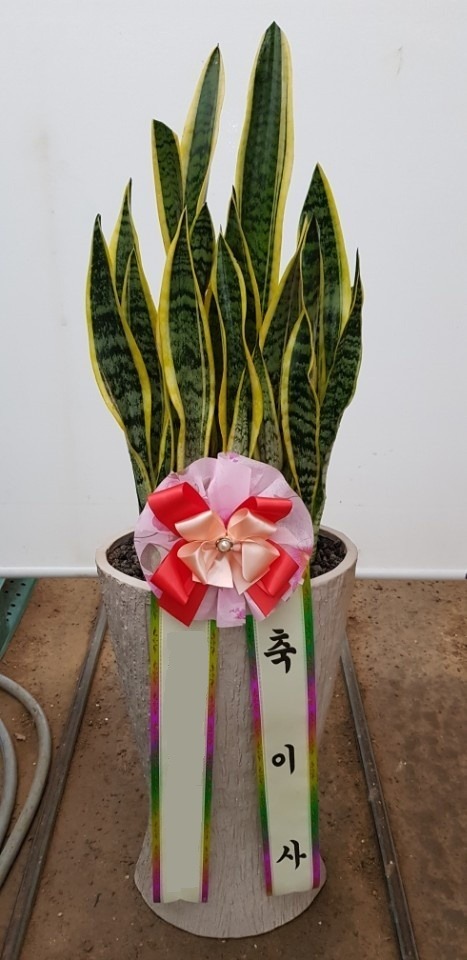 꼼