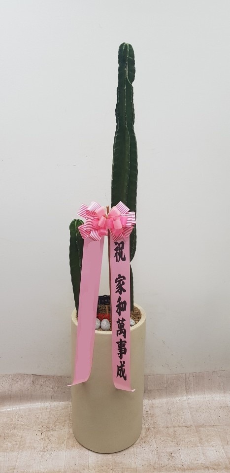 ͸鰢
