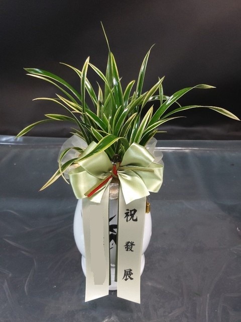 뱹ڱ