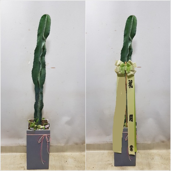 ͸鰢