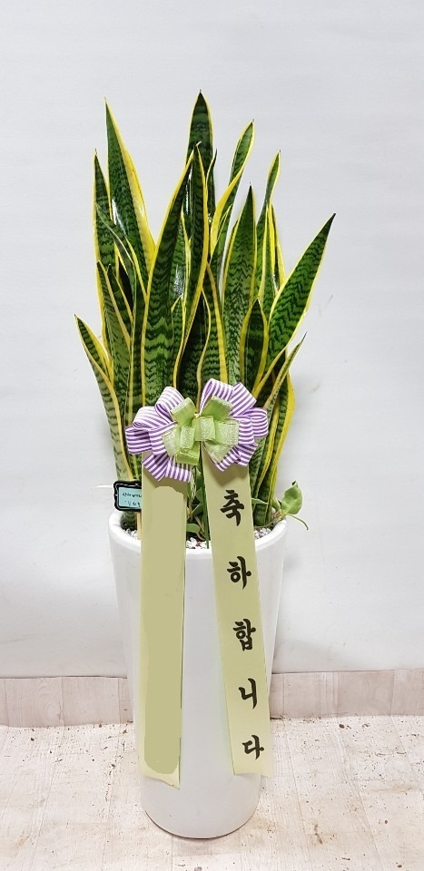 꼼