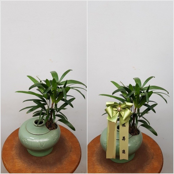  ڱ