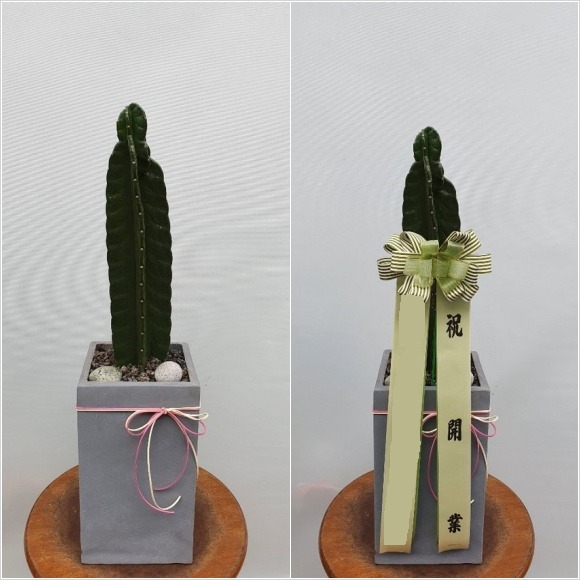 ͸鰢