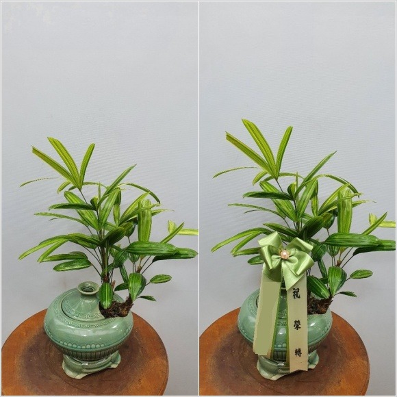   ڱ