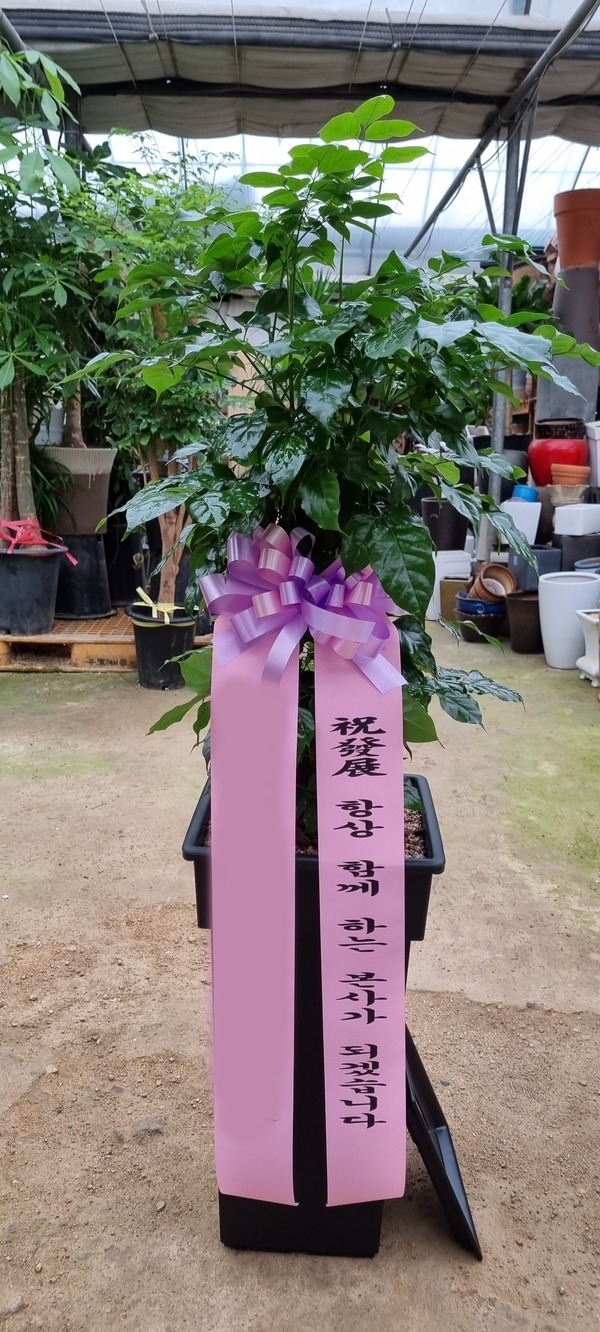 ȭ 캸