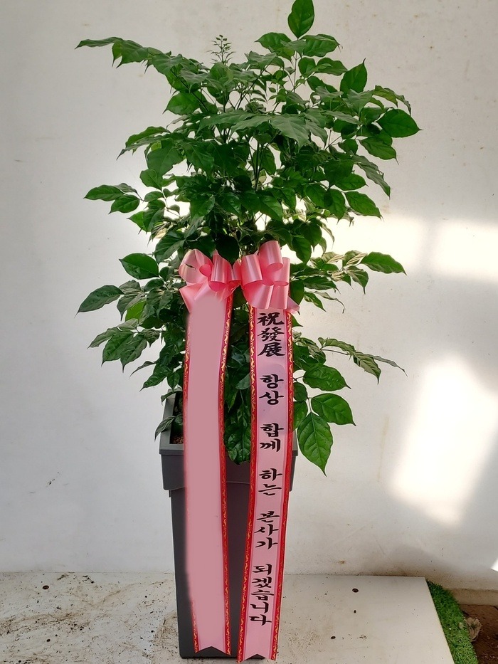 ȭ 캸
