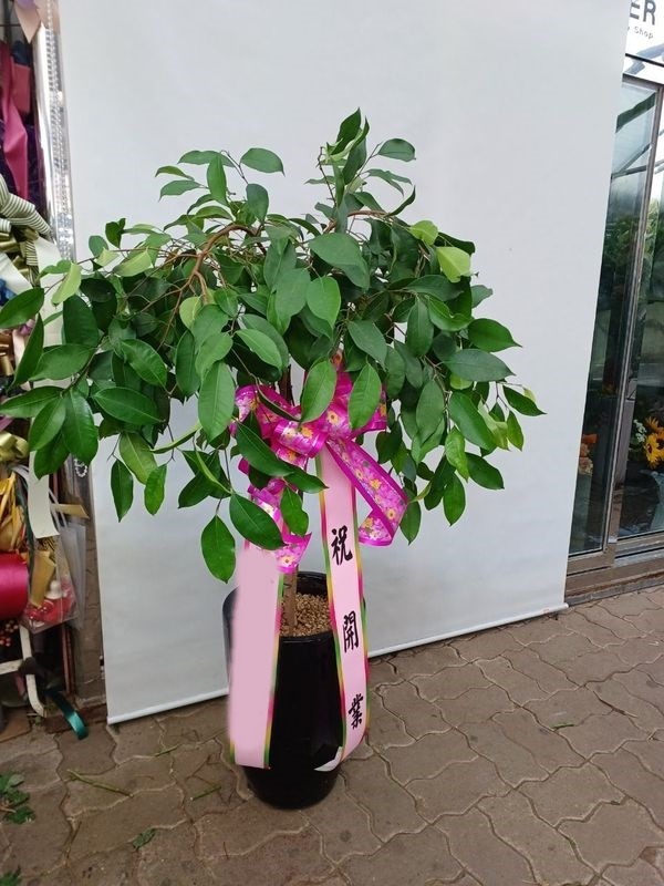 ȭ ŷڹ