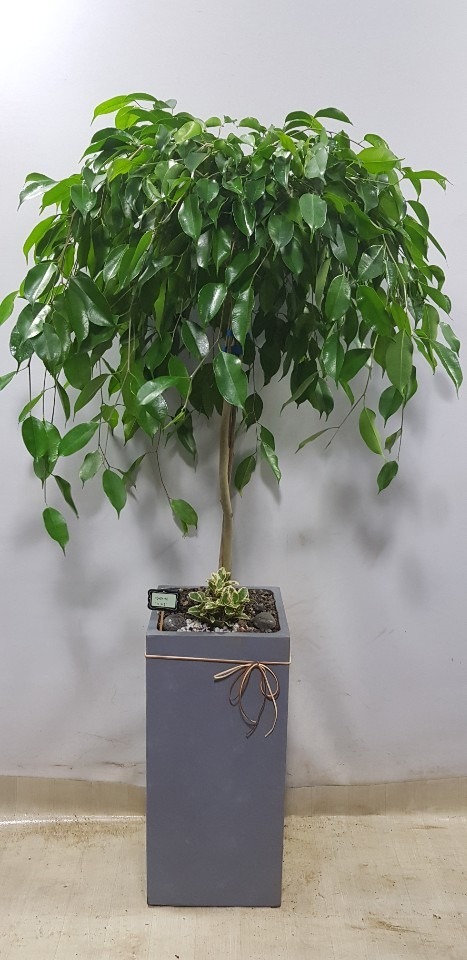ȭ ڹ