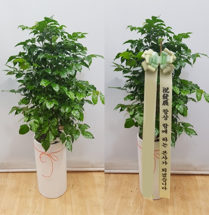 ȭ 캸