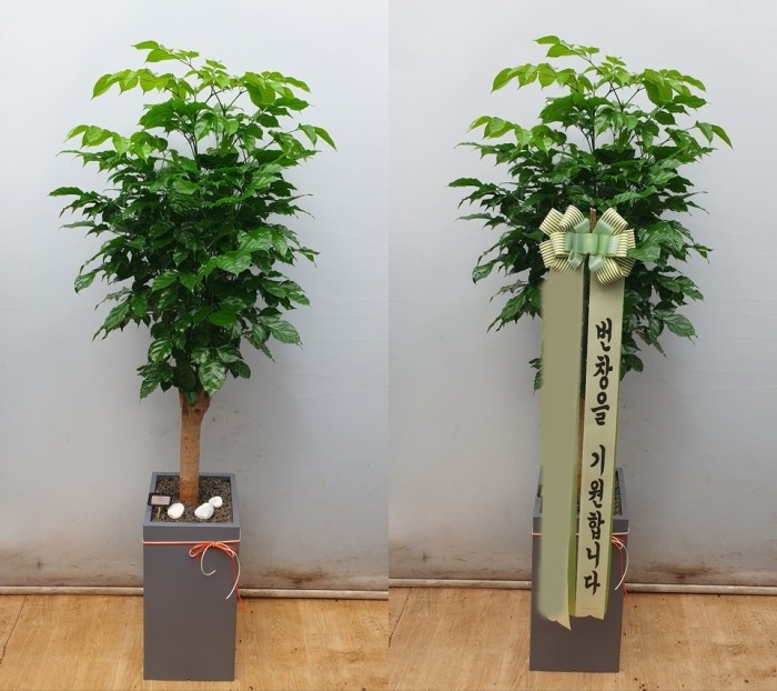 ȭ 캸