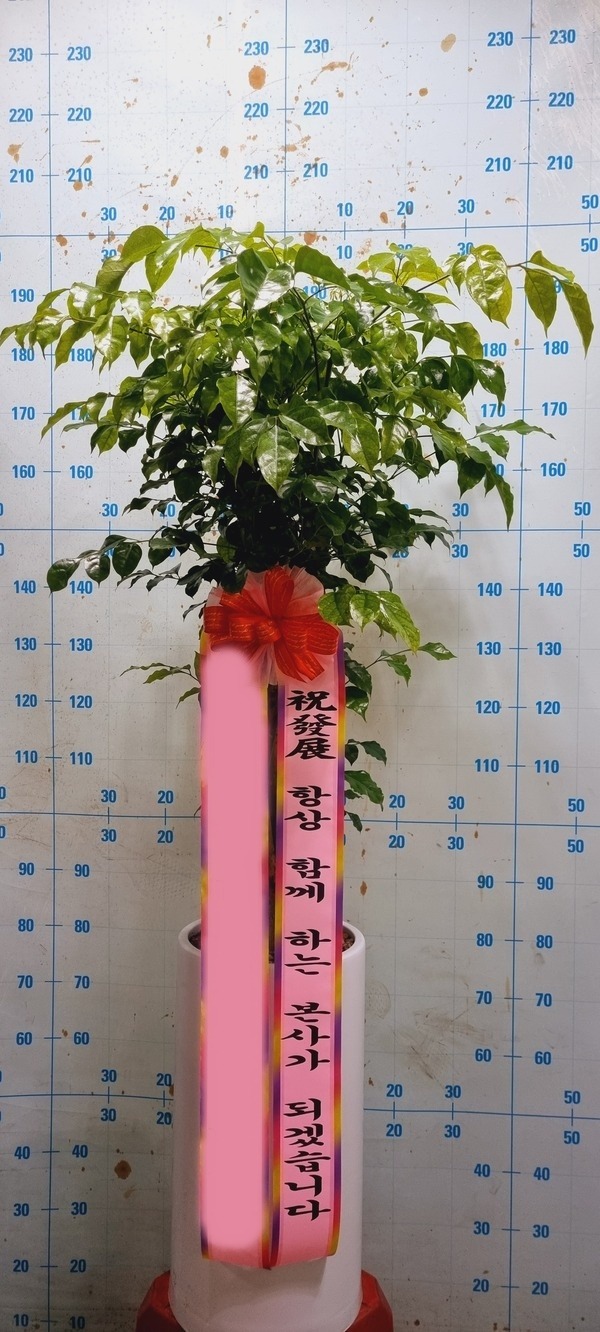 ȭ 캸