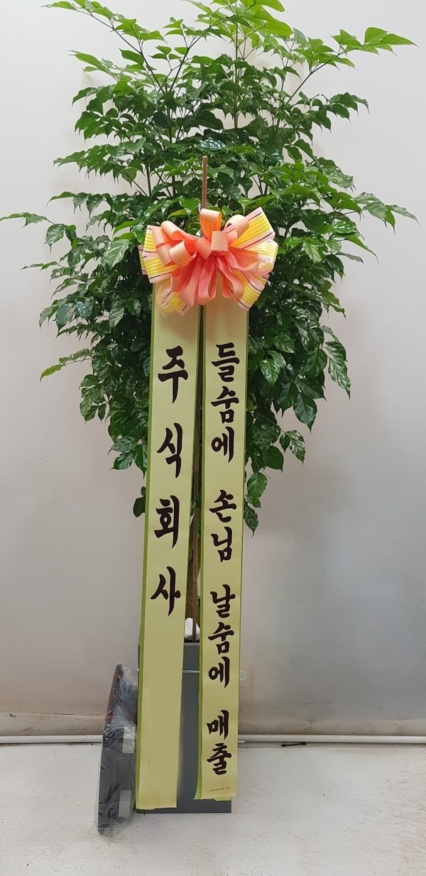 ȭ 캸