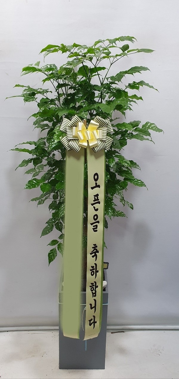 ȭ 캸