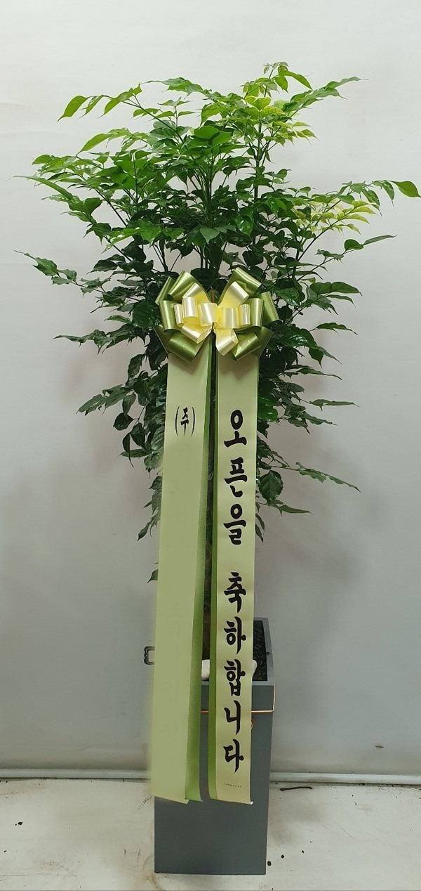 ȭ 캸