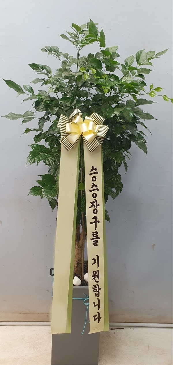 ȭ 캸