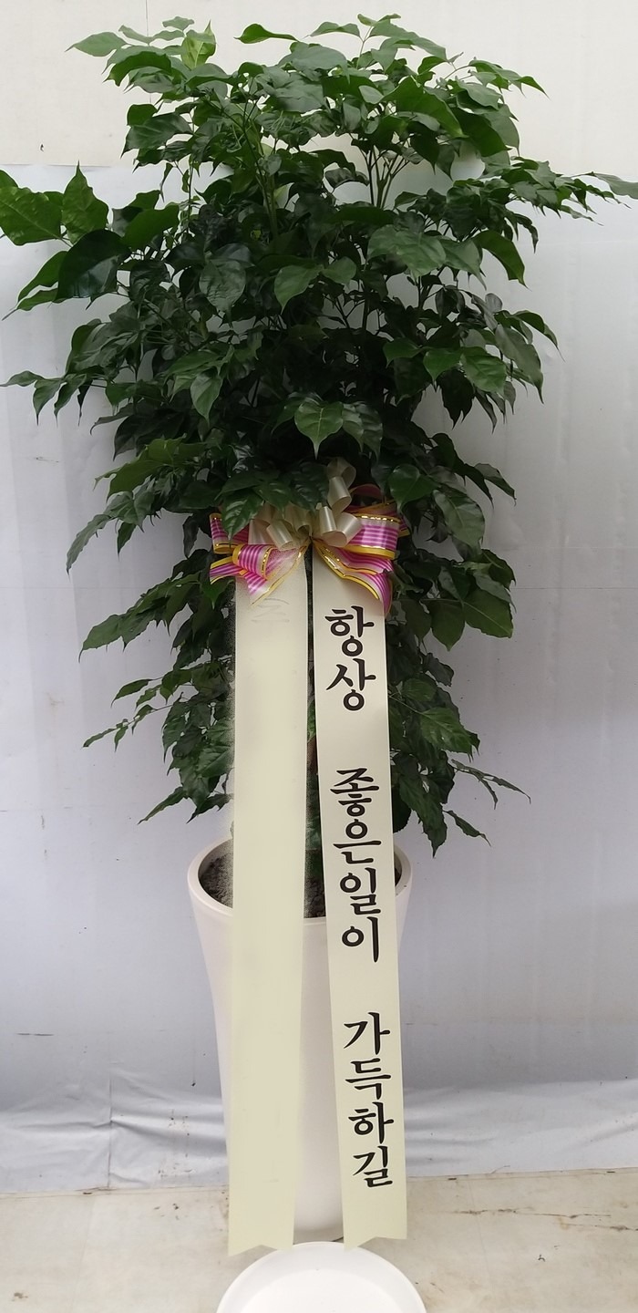 ȭ 캸