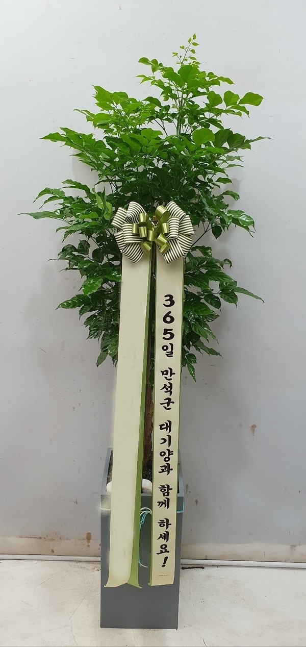 ȭ 캸