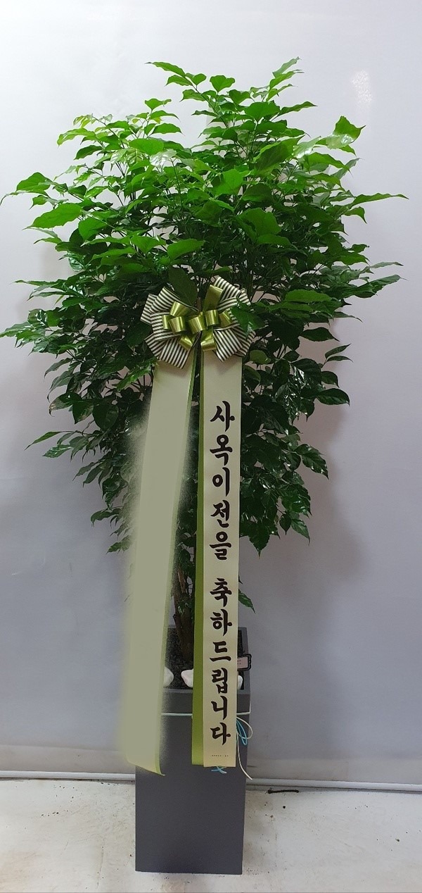 ȭ 캸